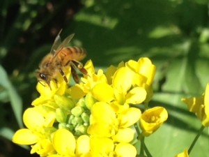 honeybeeonvitagreen1
